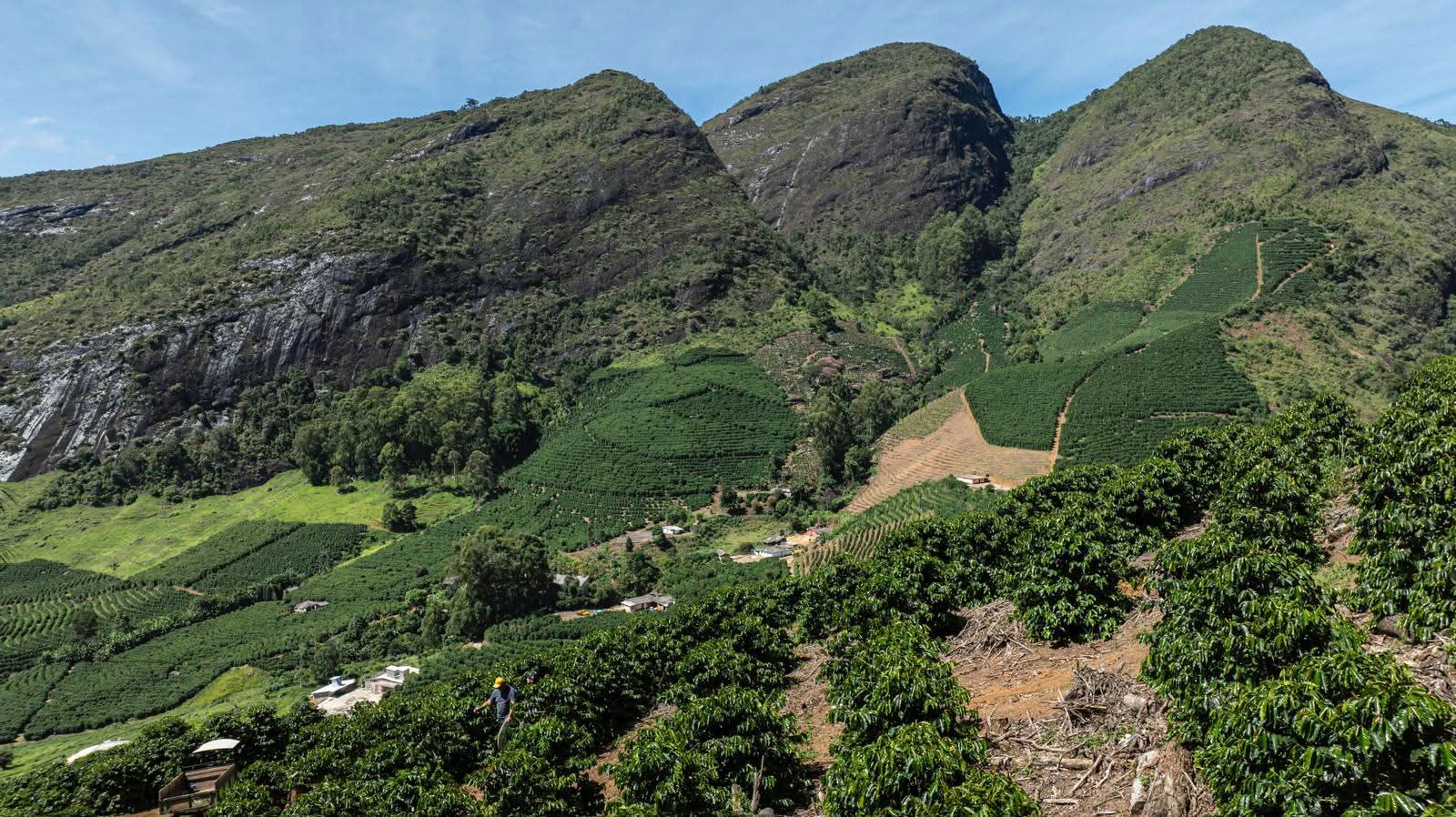 Damata Coffee — direct from Brazil